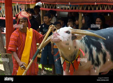  The Faithful Buffalo - A Tale Woven in Magic and Sacrifice from 12th Century Indonesia!