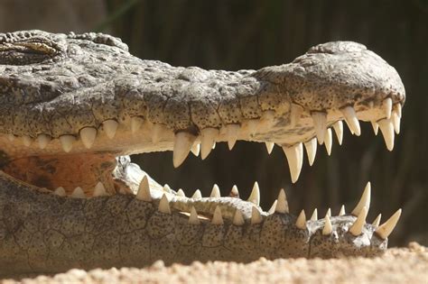  Yellow Crocodile Teeth -  An Ancient Tale of South African Wisdom and Cunning?